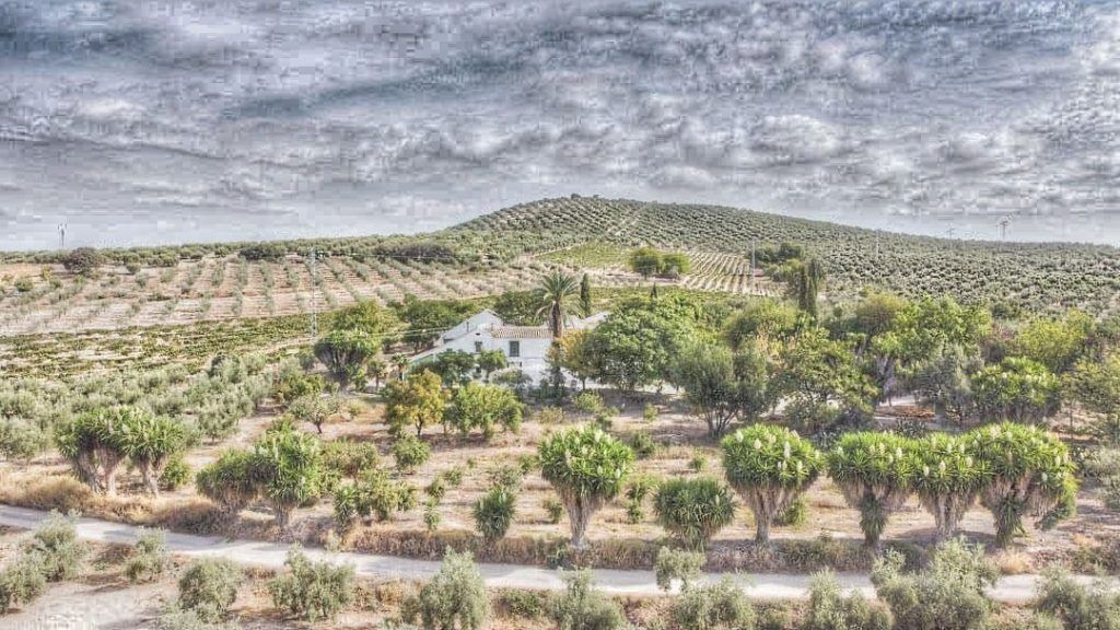 el campo - Cortijo Don Simón